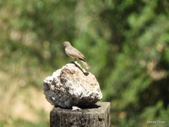 Salpinctes obsoletus