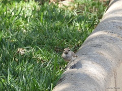 Salpinctes obsoletus