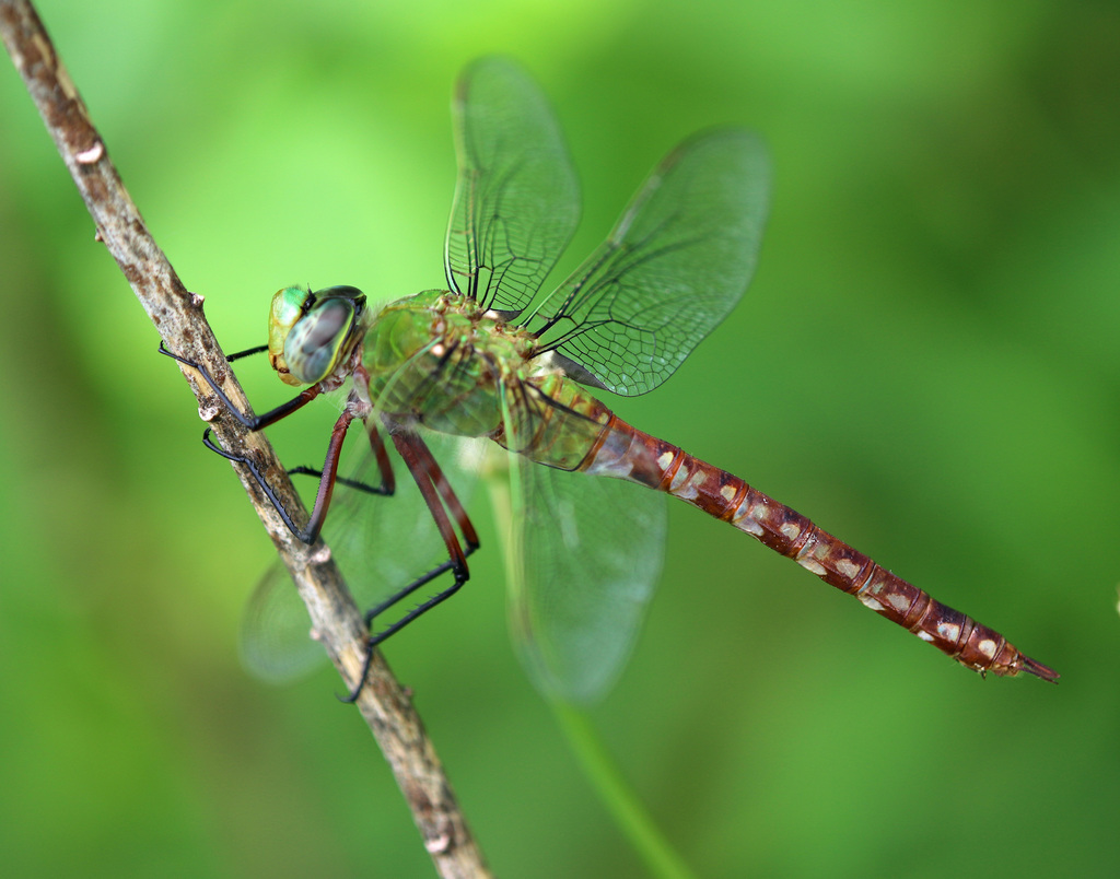 Comet Darner from Delaware County, OH, USA on June 09, 2019 at 02:16 PM ...