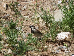 Passer domesticus