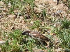 Passer domesticus