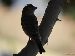 Haemorhous mexicanus