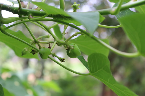 Image of Jatropha curcas by (c) Vikas D Prasad, some rights reserved (CC BY-SA)