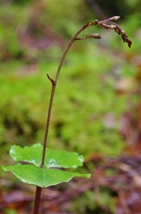 Neottia smallii
