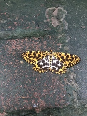 Epobeidia tigrata leopardaria