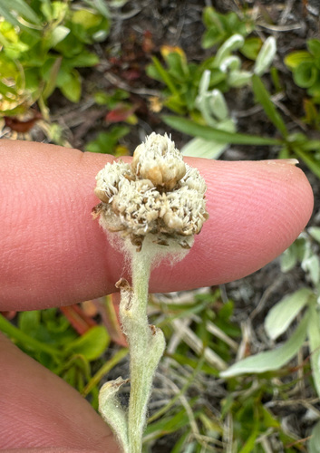 Image of Antennaria lanata by no rights reserved