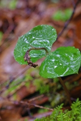 Neottia smallii