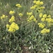 Sulfur Buckwheat - Photo (c) dlehle, some rights reserved (CC BY-NC), uploaded by dlehle