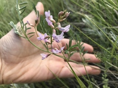 Astragalus flexuosus