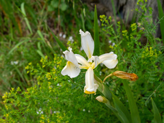 Iris orientalis