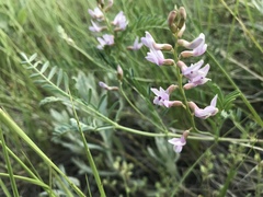 Astragalus flexuosus