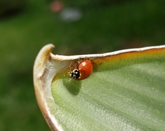 Cycloneda sanguinea