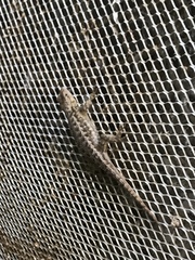 Sceloporus occidentalis