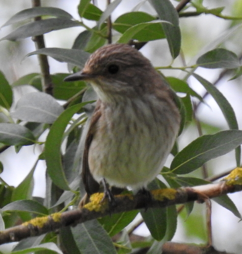 Muscicapa striata