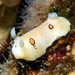 San Diego Dorid - Photo (c) uwkwaj, some rights reserved (CC BY-NC), uploaded by uwkwaj