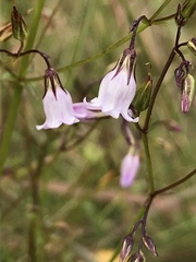 Curtia