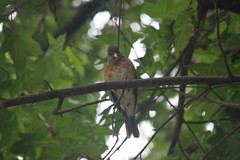 Turdus rufopalliatus
