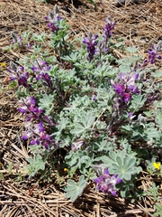 Lupinus concinnus