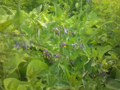 Solanum dulcamara