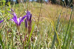 Brodiaea coronaria