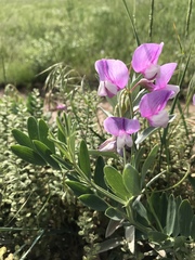Lathyrus eucosmus