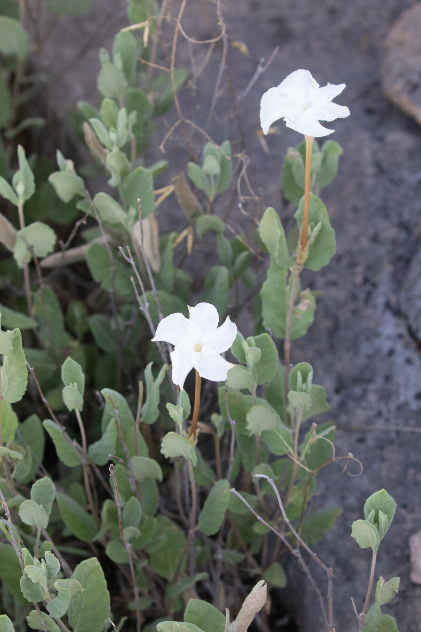 Mandevilla macrosiphon
