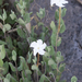 Plateau Rocktrumpet - Photo (c) Rich Kostecke, some rights reserved (CC BY-NC), uploaded by Rich Kostecke