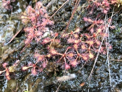 Drosera communis