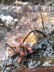 Drosera communis