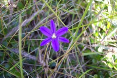 Brodiaea coronaria