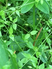 Stellaria crispa