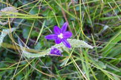 Brodiaea coronaria