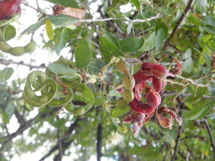 Pithecellobium dulce