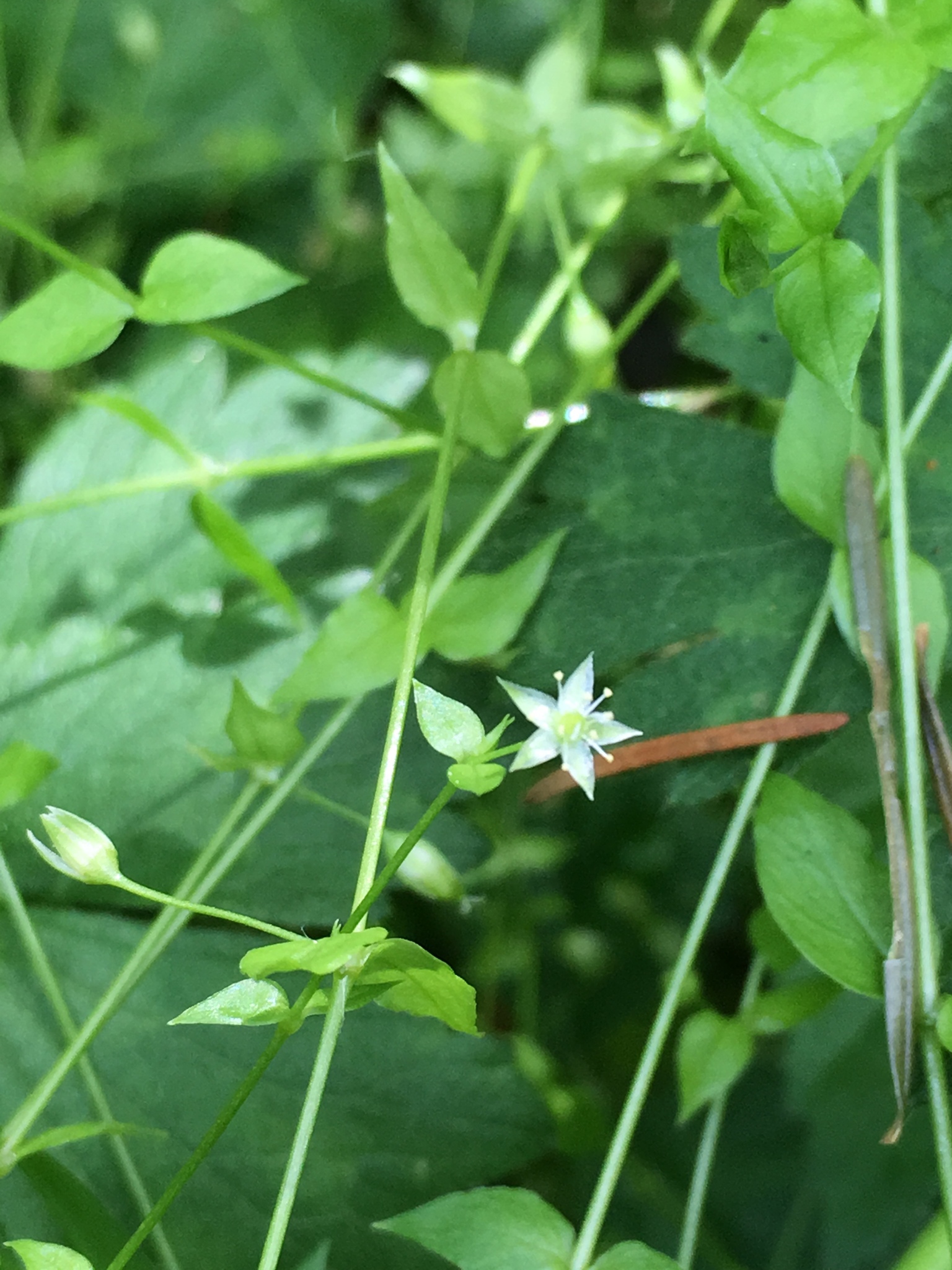 Stellaria crispa