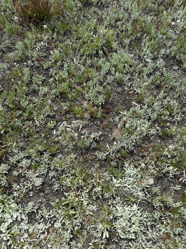 Image of Castilleja cryptantha by no rights reserved