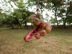 Pithecellobium dulce