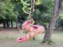 Pithecellobium dulce