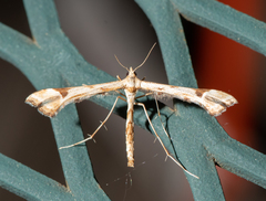 Platyptilia carduidactylus
