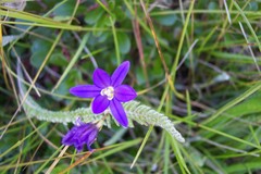 Brodiaea coronaria