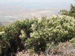 Ceanothus integerrimus