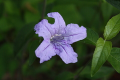 Ruellia pedunculata