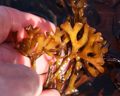 Ahnfeltiopsis linearis