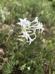 Ipomopsis aggregata candida