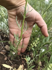 Ipomopsis aggregata candida