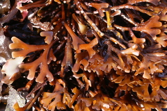 Ahnfeltiopsis linearis