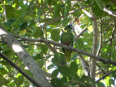 Amazona ventralis