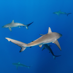 Carcharhinus galapagensis