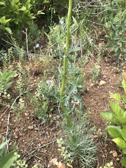 Ipomopsis aggregata candida