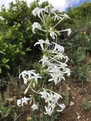 Ipomopsis aggregata candida