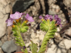 Phacelia keckii